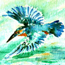 Thumb Eisvogel